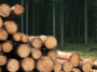 blog posts focus bio energy (7)