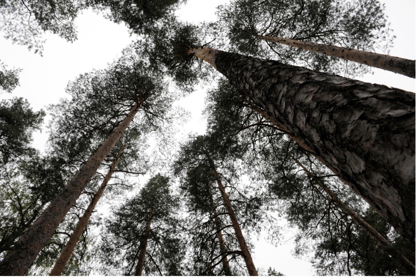 forest, forestry, wood, trees