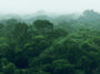 Rainforest jungle aerial view